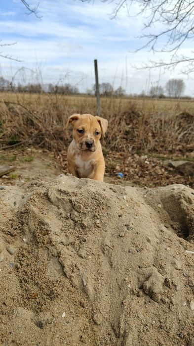 American Bully xl - suczka