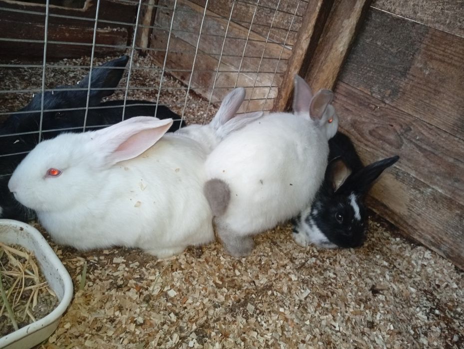 Кролики Краматорск