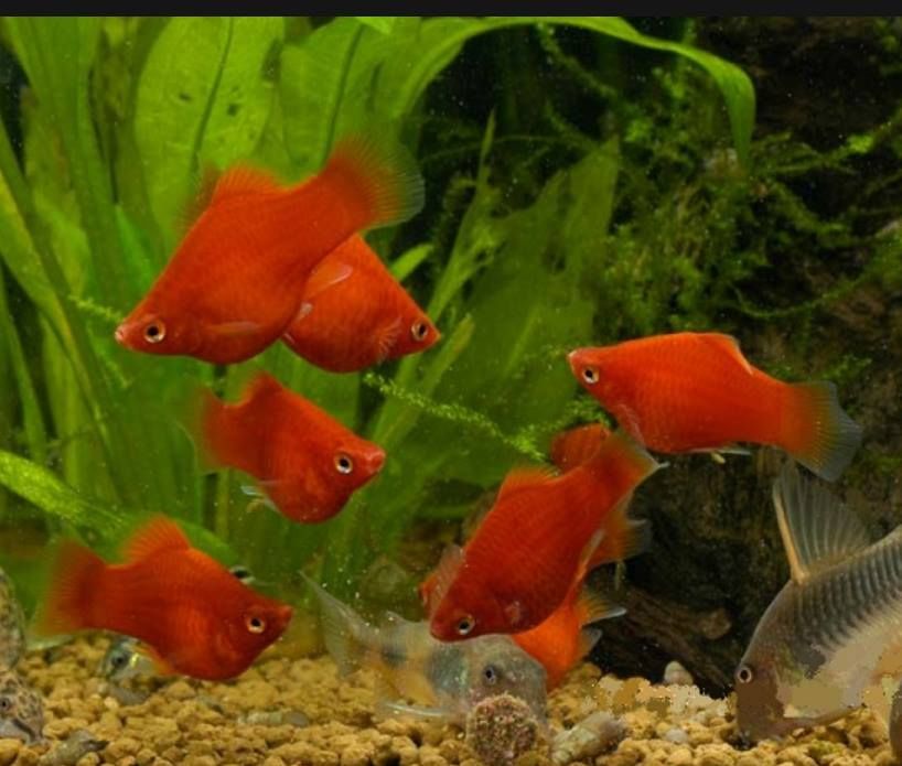 Пецилії "сунички"