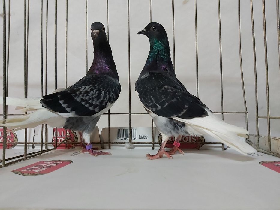 Gołębie Wyszfance Grochowe