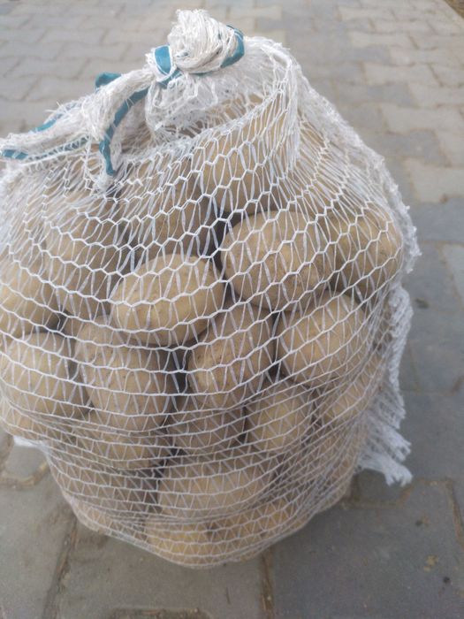 Ziemniaki białe Noya