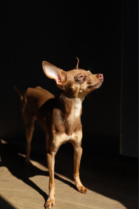 В‘язка той-терєр