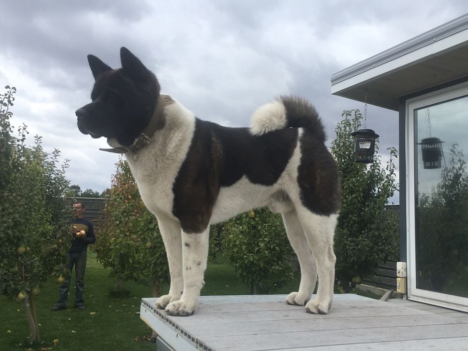 Американська АКІТА хлопчик вязка