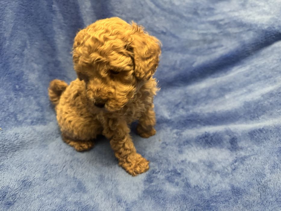 Той пудель дуже малесенький хлопч