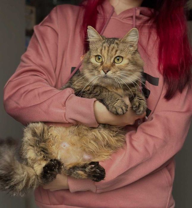 Мамка в пошуках сім'ї