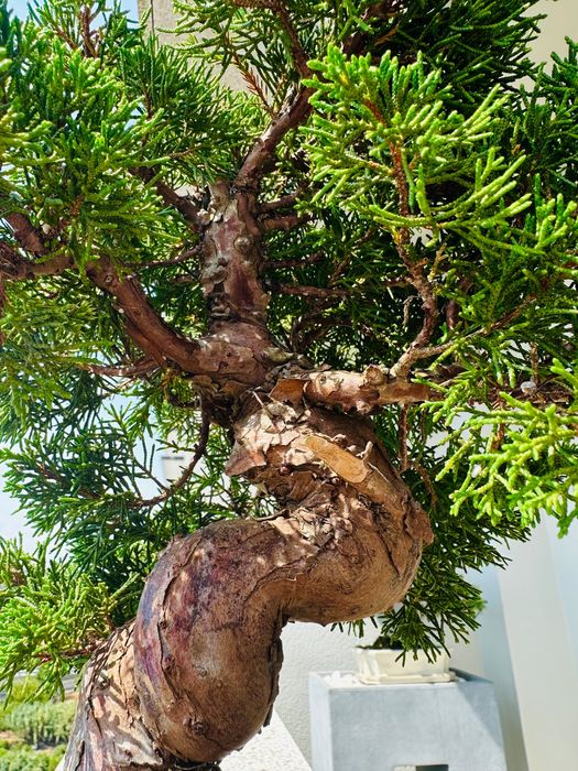 Bonsai Juniperus Itoigawa, 27 anos, Japão