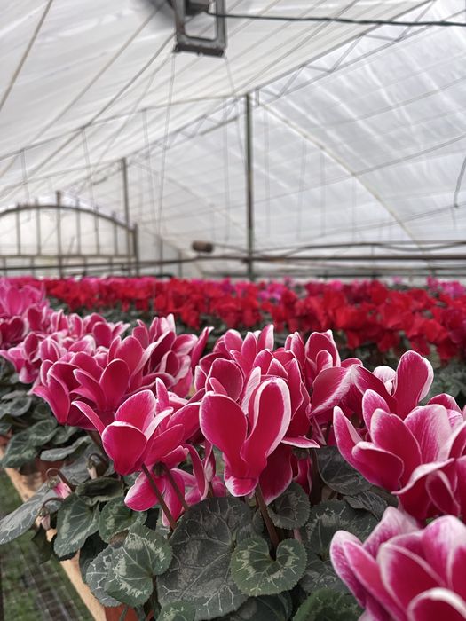 Цветы  на празники