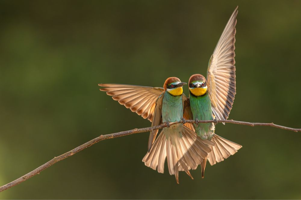 Teleobiektyw Sigma 500 mm F4.5 EX DG HSM Nikon F nie Nikkor Tamron