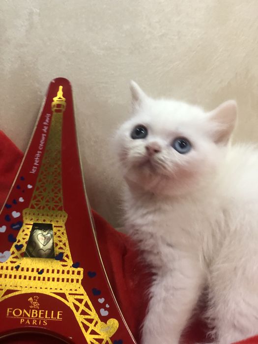 Шыкарные шотландские  котята