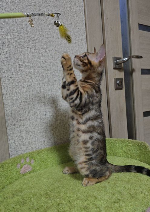 Бенгальскі кошенята