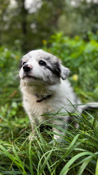 Border collie suczka blue merle ZKwP