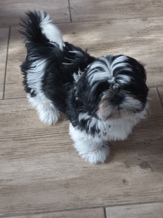 Uroczy piesek rasy Shih TZU