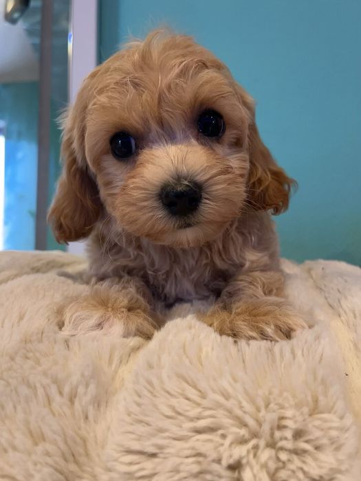 Супер хлопчик для супер родини