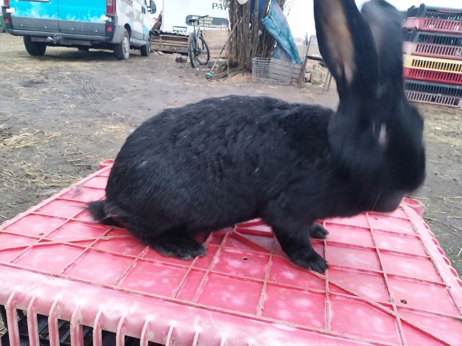 Króliki samce i samice piękne Króliki