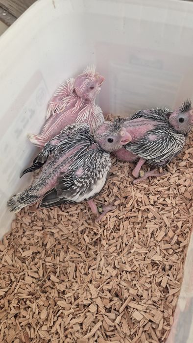 Caturras bebés para criar à mão