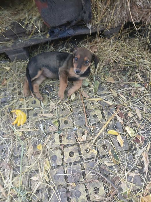 Залишилося одне цуценятко дівчинка