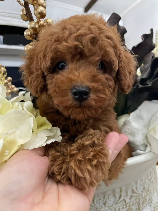 Ред браун той пудель, малиш