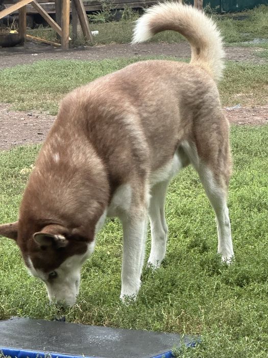 Вязка сибірський хаскі