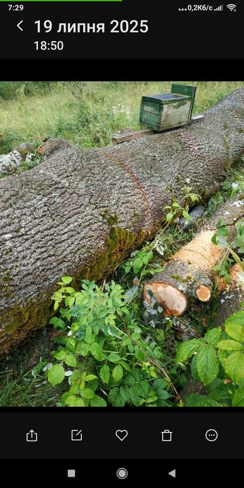 Продам ясінь свіжоспиляний товщинаив стовбурі 1 метр довжина 6 иетрівм