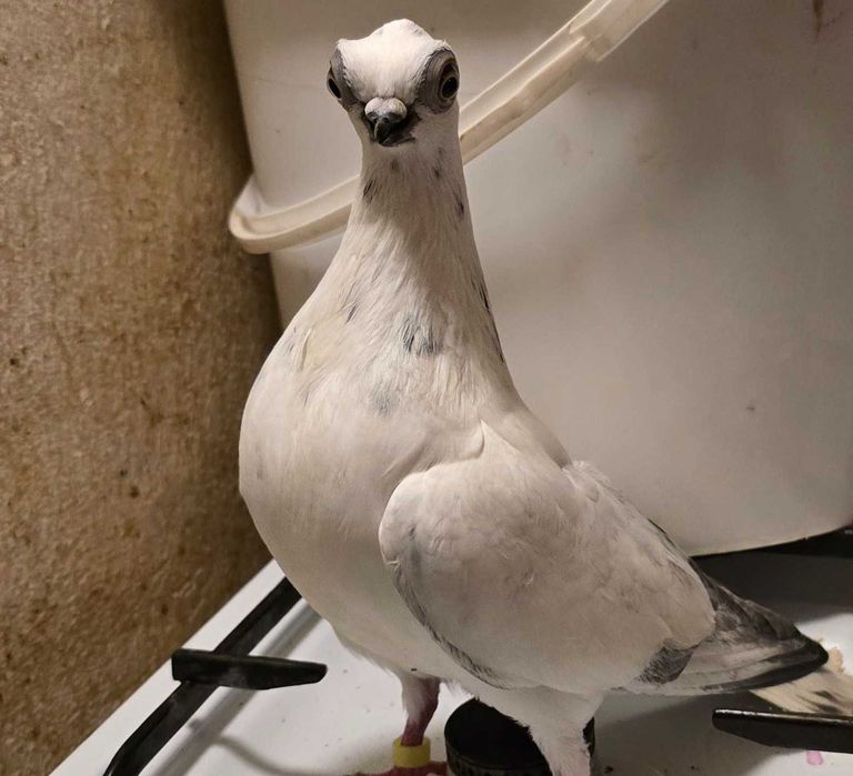 Szeki samczyki do Sprzedania