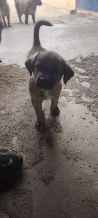 Cachorros para adoção