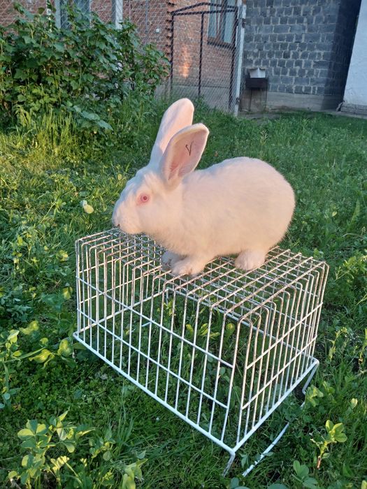 Продам кролі білий панон