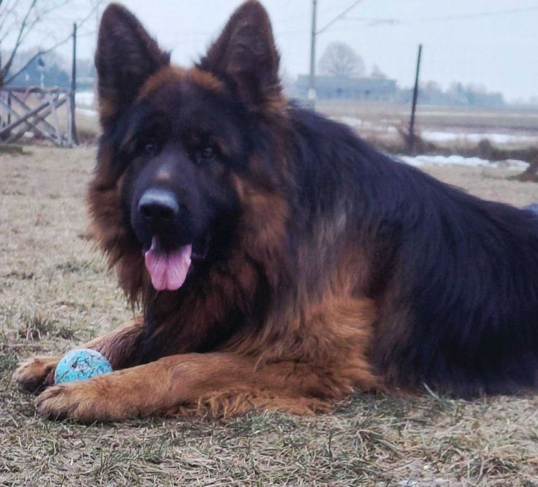 Owczarek Niemiecki Owczarki Niemieckie