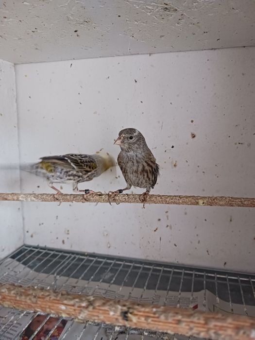 Kanarki para lizardy