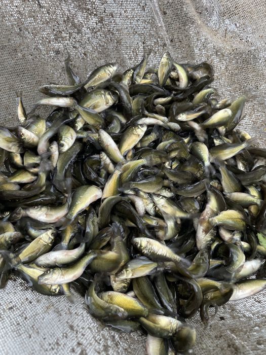 Karp lustrzeń narybek lipcówka letni
