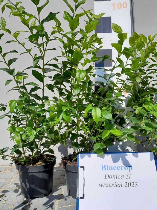 6. Borówka Amerykańska Bluecrop 3 lata donica 3l Premium