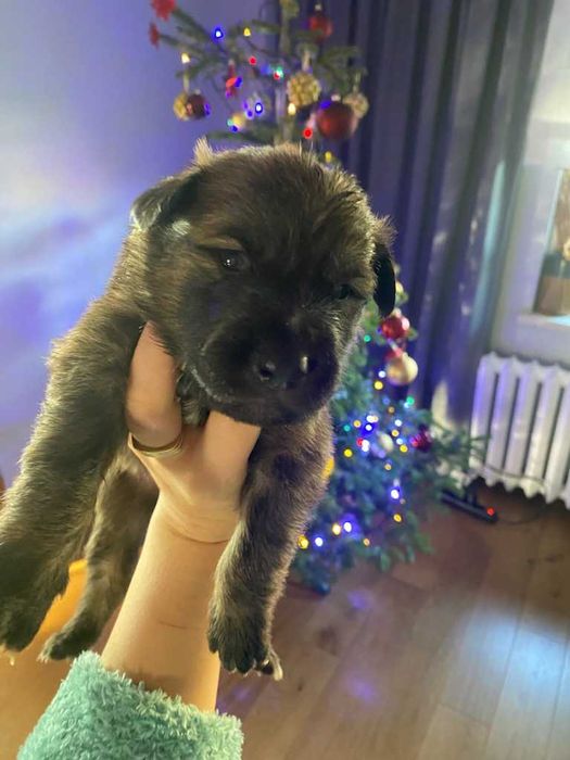 Szczeniaki szukają domu