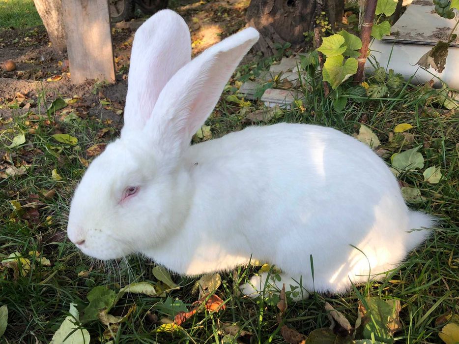 Продаються кролики