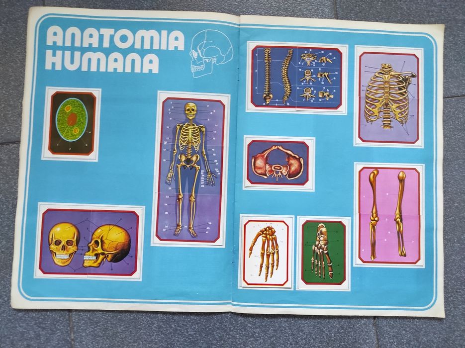 Caderneta de cromos Anatomia