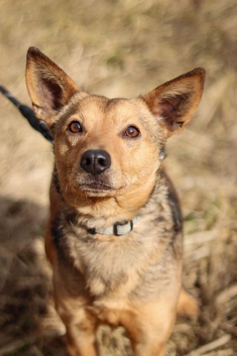 Młody, nieśmiały piesek szuka domu  / do adopcji