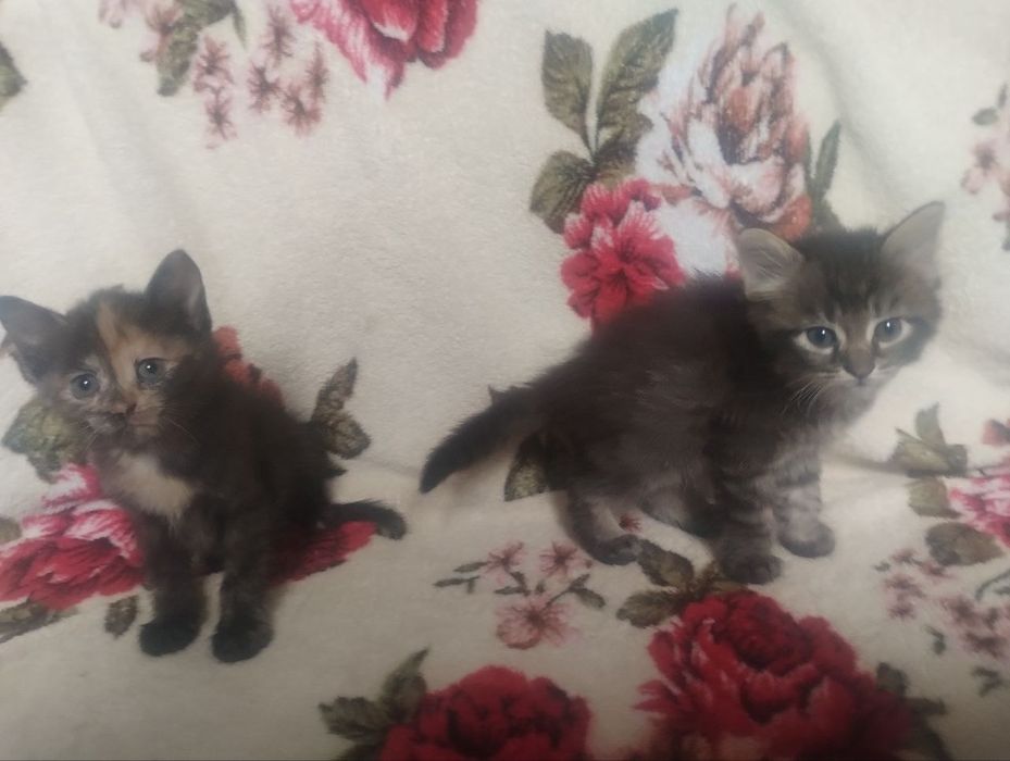 Віддам котят в добрі руки