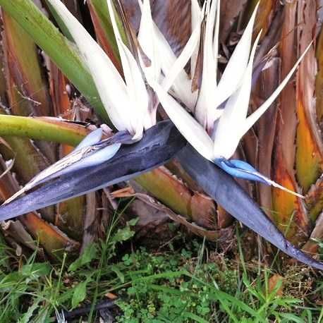 Sementes de Estrelicia Augusta