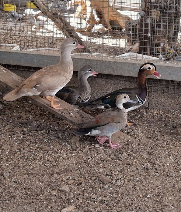 Patos mandarins e ring teal