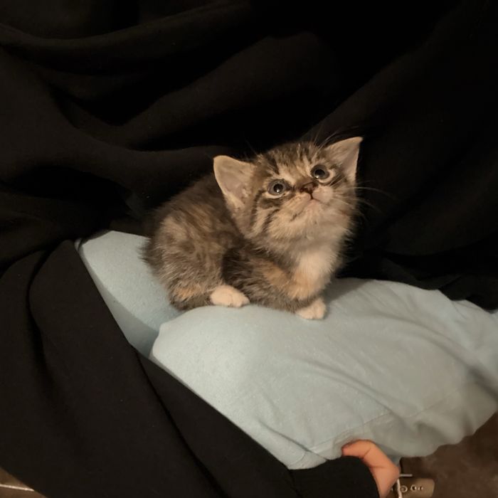 Kot kotki do adopcji