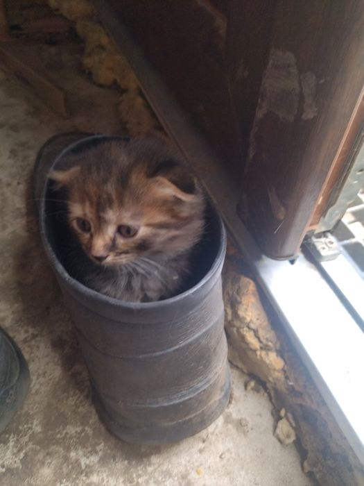 Віддам у хороші руки котенят висловухі і звичайні