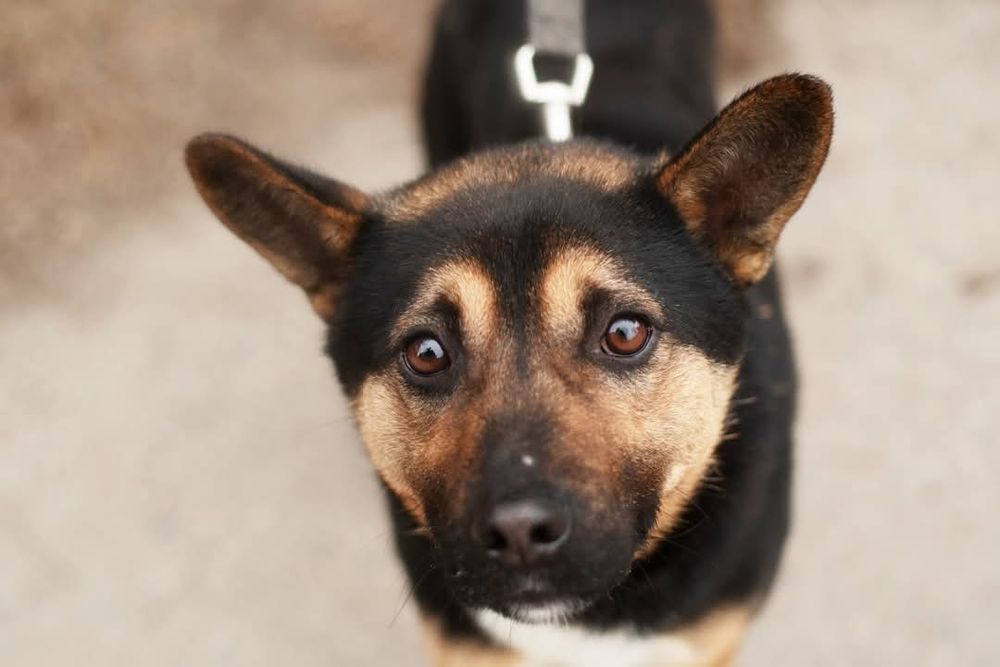 Aron - wrażliwy piesek dla cierpliwego człowieka