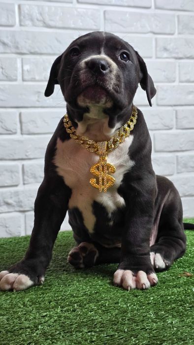 American bully xl