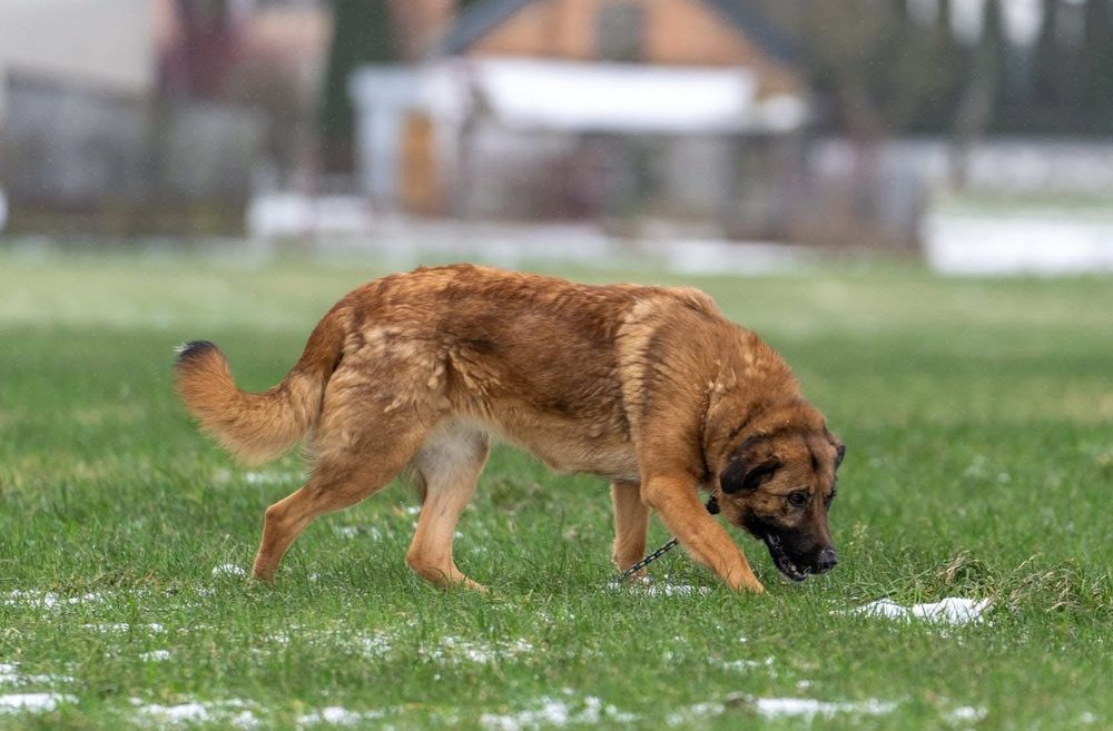 Madi - wulkan energii do adopcji