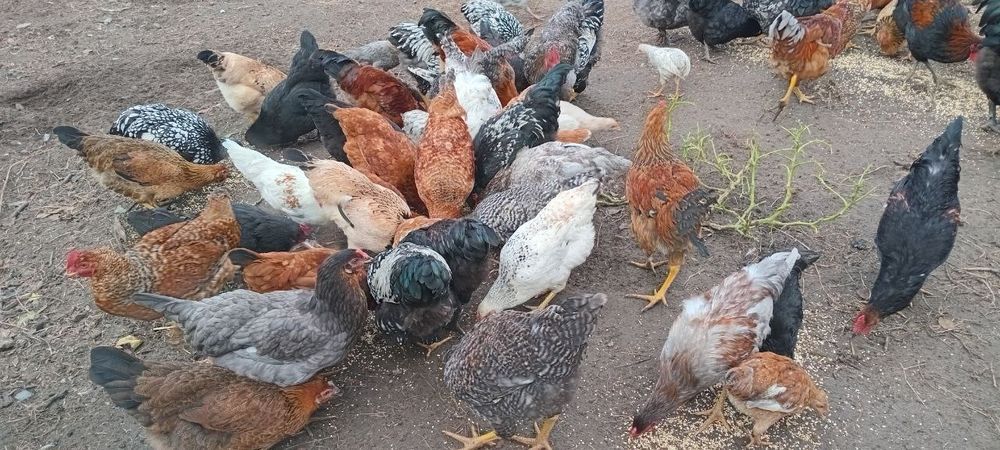 Півні молоді на продаж