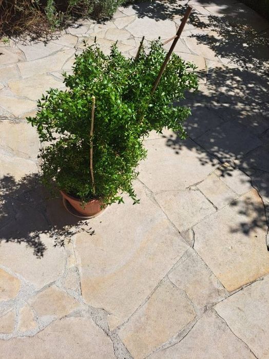 Mirt Merta Myrtus