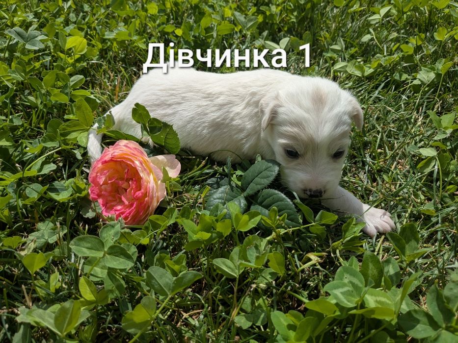 Безкоштовно віддам в добрі руки