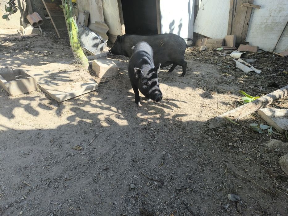 Porca vietnamita prenha