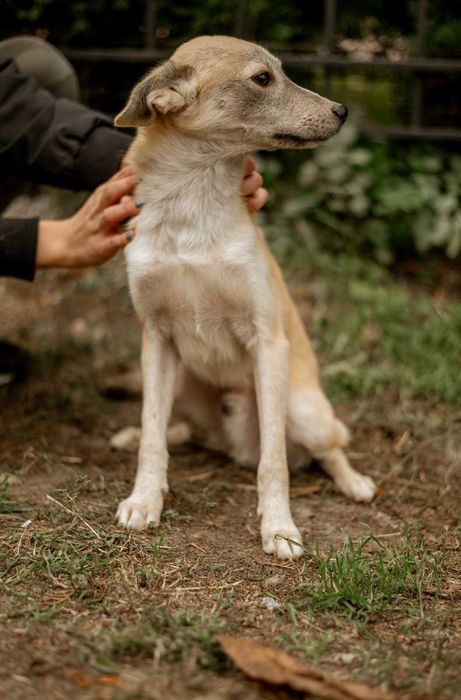 Невеликий хлопчик в добрі руки