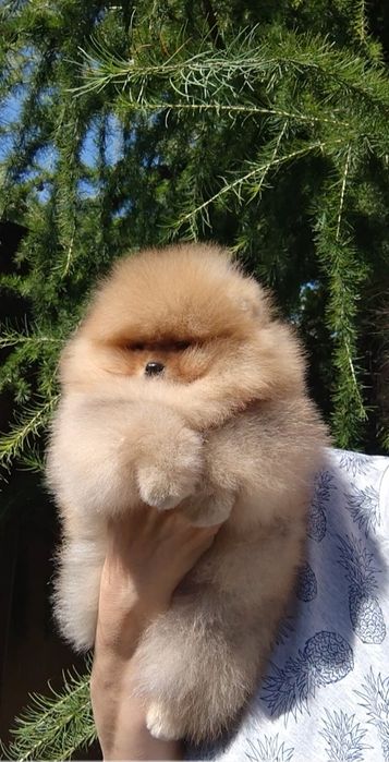 Гарний хлопчик 21.06., КСУ