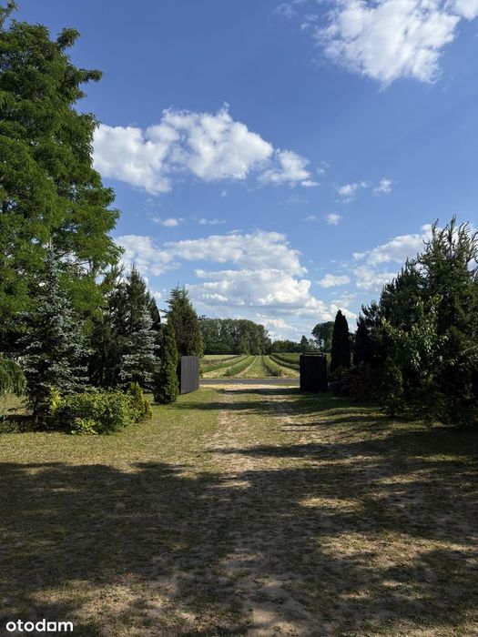 Siedlisko 7500 m², Dom 120 m², Stajnia, Własny las | 80 km od Warszawy - View 2