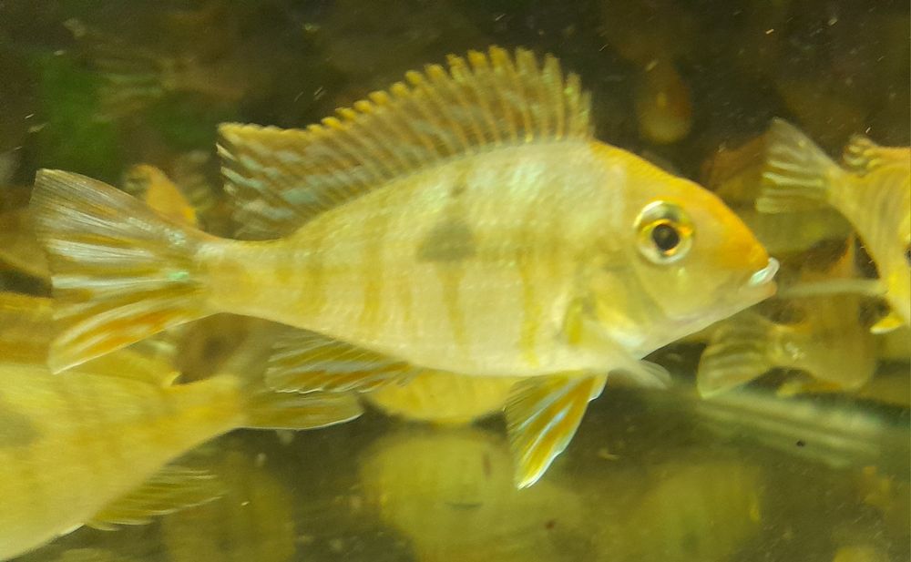 Ziemiojad Red head Tapajos. 8-9m. Wysyłka 10+1 gratis